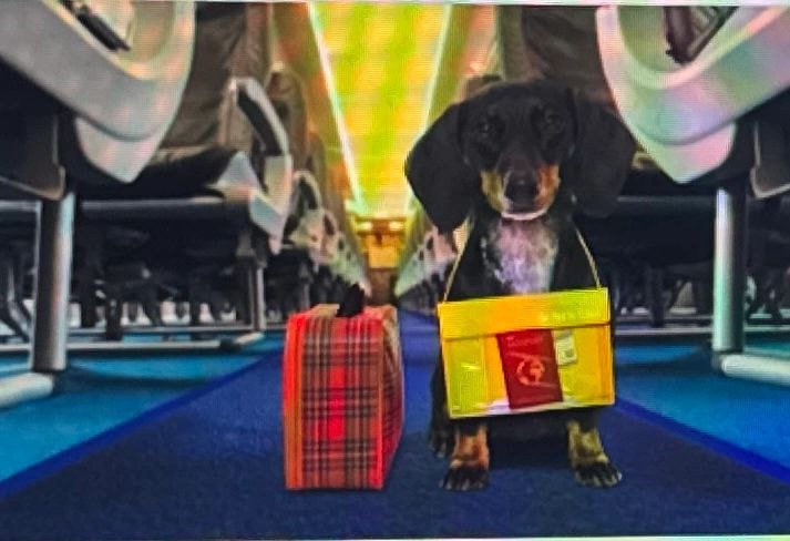 Dog ready for travel